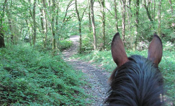 Woodland Trek